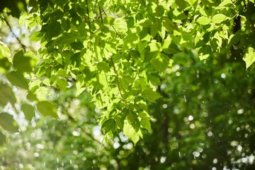 Rain and sun at the same time. The branches of the tree are illuminated by the sun and raindrops