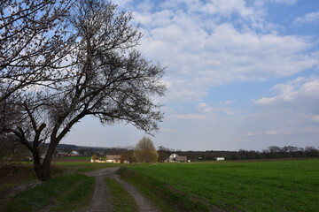Beautiful rural landscape featuring a large tree, green grass, a winding country road, and small...