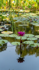pink water lilies