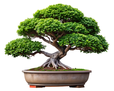 A miniature tree with a gnarled trunk and lush green foliage isolated on a transparent background bonsai