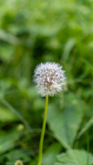 dandelion on green background