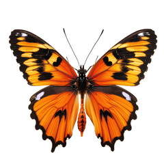 Fototapeta premium Close-up of an orange butterfly (1)