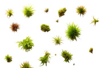 Close-up of many small, fuzzy, vibrant green and light brown plant structures scattered on black background.  Each structure is roughly spherical, radiating outward with fine, hair-like details