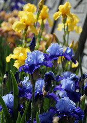 Blooming blue irises against a background of yellow irises
