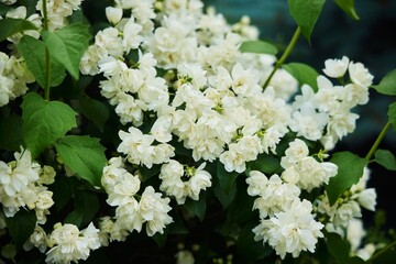 Blooming white jasmine flowers in a flower bed with a park