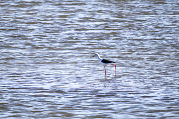 Blackwinged Stilt Himantopus Himantopus The