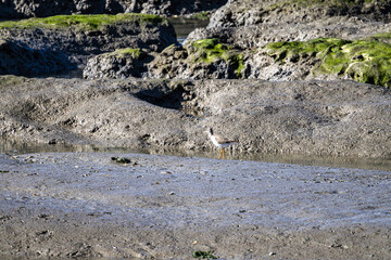 Blackwinged Stilt Himantopus Himantopus The