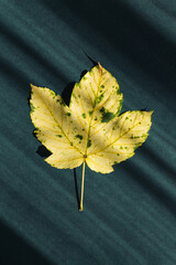 Minimal style composition made of yellow leaf on dark green background with shadow. Autumn, fall, thanksgiving day concept.