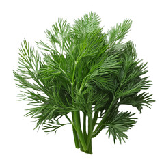 Fototapeta premium Vegetable PNG Image Without Background Green Dill