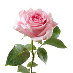 Single pink rose, close-up