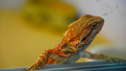 iguana on a branch