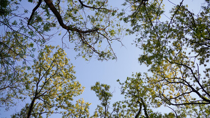 tree branches against blue sky