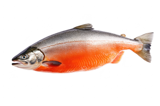 A vibrant red bellied salmons isolated on a transparent background