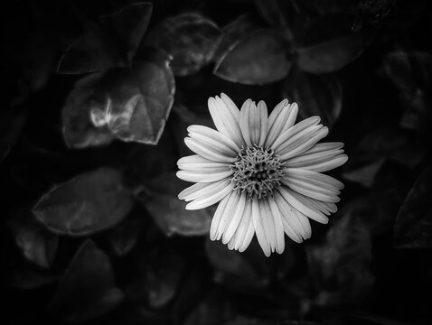 Elegant Black and White portrait of a Flower. Close-Up Monochrome Bloom - Grayscale Grace and Fine Art Floral