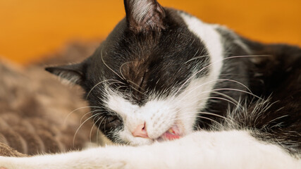 Tuxedo cat licking itself with closed eyes, ideal for hygiene, behavior and pet wellness topics.
