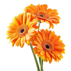 Three vibrant orange gerbera daisies