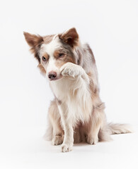 A Border Collie lifts its paw in an adorable pose, its eyes focused forward as if reaching for something. The soft white background highlights the dog fluffy fur and gentle personality.
