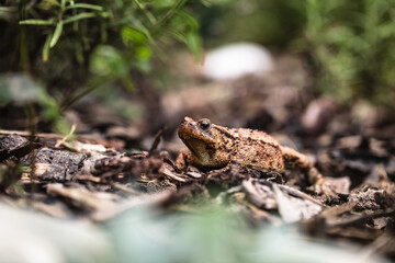Erdkröte (Bufo bufo)