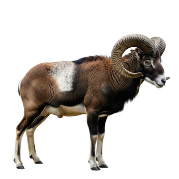 Mouflon ram with large curled horns standing profile view isolated on transparent background