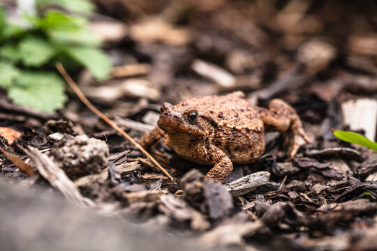 Erdkr&ouml;te (Bufo bufo)