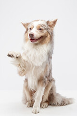 A fluffy Border Collie stands on its hind legs, appearing excited and lively. The dog's expressive face and upright stance highlight its enthusiastic and playful nature.