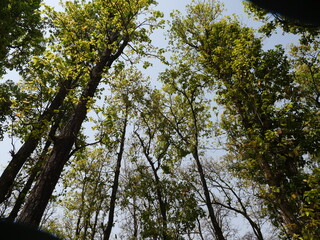 trees and sky