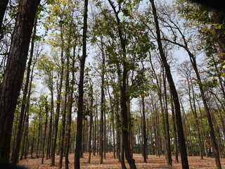 trees in the forest