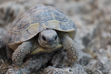 tortue 