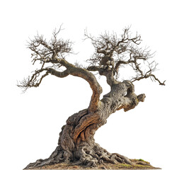 Ancient Leafless Apple Tree with Twisted Roots isolated on white or transparent background