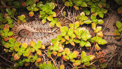 Schlingnatter Coronella austriaca sonnt sich