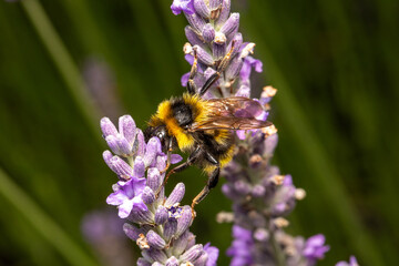 Hummel im Spagat zwischen Lavendelblüten makro © scaleworker