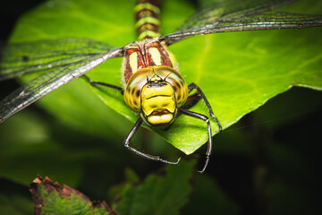 K&ouml;nigslibelle Kopf makro