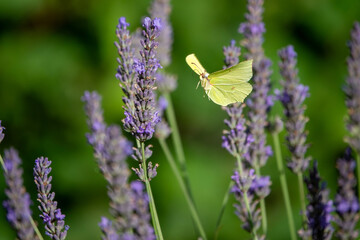 Zitronenfalter im Flug zwischen Lavendel
