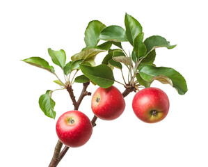 Realistic apple tree branch with apple and leaves isolated on white or transparent background