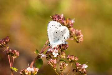 Faulbaumbläuling Schmetterling makro
