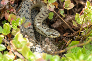 Schlingnatter Coronella austriaca sonnt sich