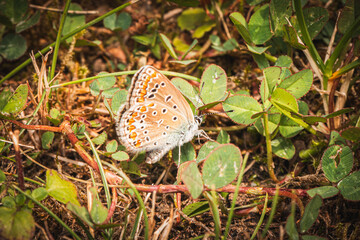 Hauhechelbläuling Schmetterling makro