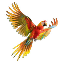 Fototapeta premium Vibrant parrot in flight