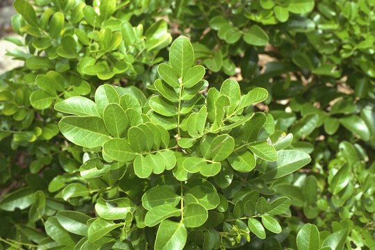 Dermatophyllum secundiflorum (Sophora secundiflora) - Texas Mountain Laurel, Mescal Bean
