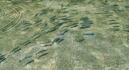 School of Trout Swimming in Clear Shallow Water