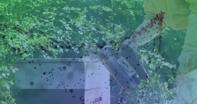 Agriculture beekeeper operating smoker calming colony as bees rising with network graphic growing