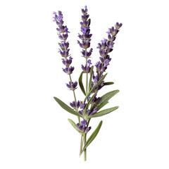 Naklejka premium Close-up of a lavender sprig