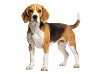 Pet Beagle Portrait Cutout with White Backdrop