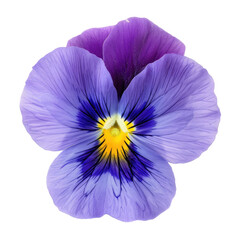 Close-up of a vibrant purple and blue pansy
