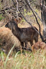 Waterbuck antelope standing alert in African bushland with thorny acacia trees showing natural wildlife behaviour in savanna grassland habitat ecosystem