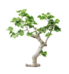 Realistic single sycamore tree with green leaves isolated on white or transparent background PNG