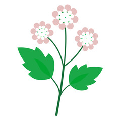 vector illustration of a flower