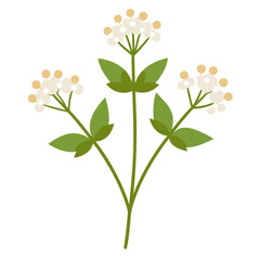 vector illustration of a camomile