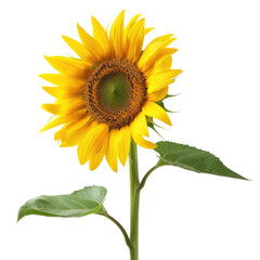 Obraz premium Isolated sunflower, vibrant yellow