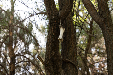 Obraz premium A large white bone is hanging on a rope, tied to a tree near the trunk.